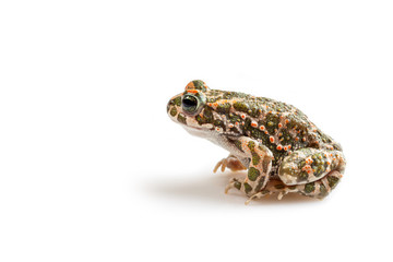 Green toad (Bufo viridis) isolated on white background