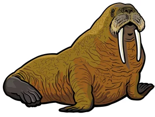 Fotobehang walrus © insima
