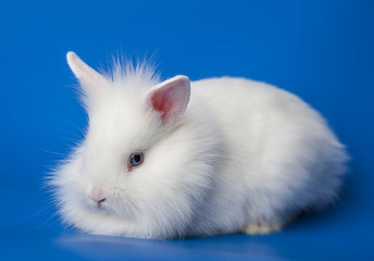 a little white rabbit
