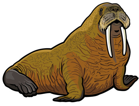 Walrus