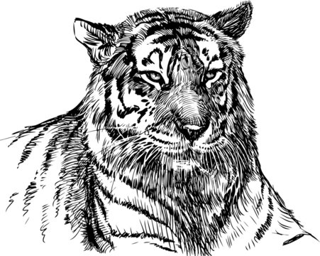 head of tiger