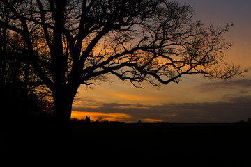 Fototapeta na wymiar trees in a countryside scene at sunset