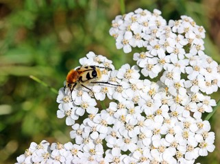 Gemeiner Pinselkäfer auf Schafgarbe