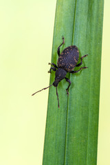 weevil