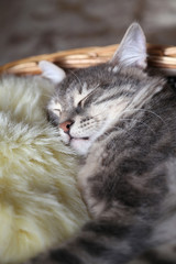 a gray cat / kitten sleeping in basket