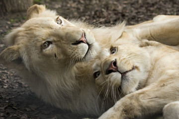 Playing white lions (Panthera leo krugeri)