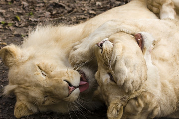 Playing white lions (Panthera leo krugeri)