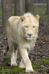 Obraz na płótnie Canvas Mężczyzna Biały lew (Panthera leo krugeri)