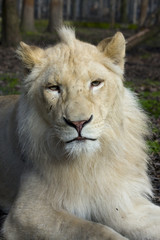 Male white lion (Panthera leo krugeri)