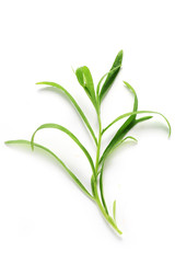 Herb Series - Tarragon