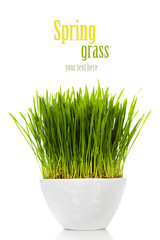 grass