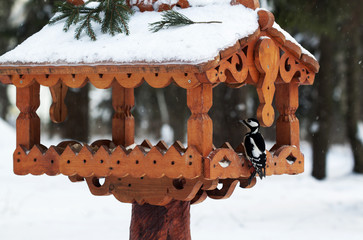 Woodpecker on bird feeder in winter.