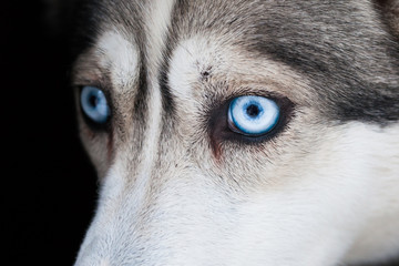 beautiful eyes of siberian husky dog © nikkytok