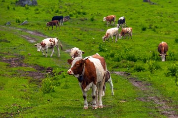 Fototapeta na wymiar Some cows at the mountains