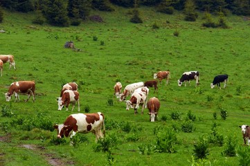 Fototapeta na wymiar Some cows at the mountains