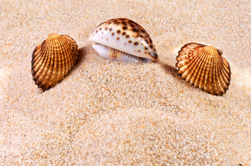 Sea shell in soft sand