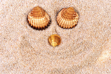 Fototapeta na wymiar Sea shell in soft sand
