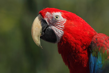 Red macaw