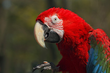 Red macaw © Romano72