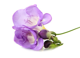 Purple freesia flower, isolated on white