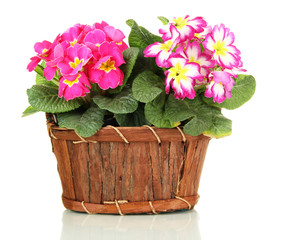Beautiful pink primulas in wooden basket, isolated on white