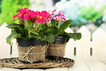 Beautiful pink primulas in flowerpots,