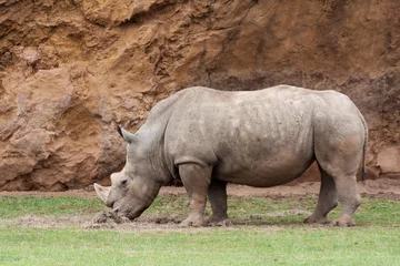 Foto op Plexiglas Portrait of a Rhinoceros © dunga