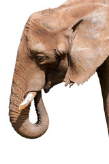 Obraz premium Elephant Close Up