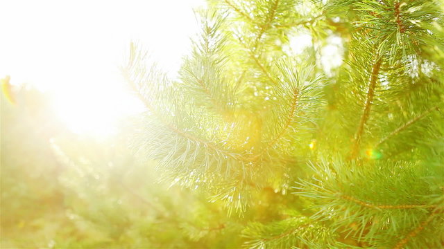 twig tree. a ray of sunshine