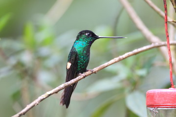 Buff-winged Starfrontlet 