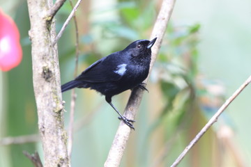 Glossy Flowerpiercer 