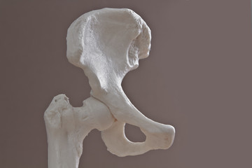A model of a human right hip joint.