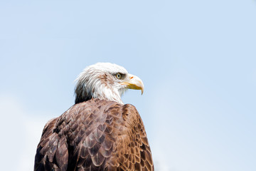 Bald eagle