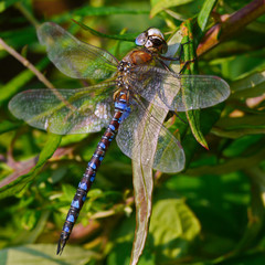 Dragonfly looking at me