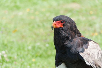 Bateleur (Terathopius ecaudatus)
