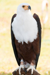 African fish eagle