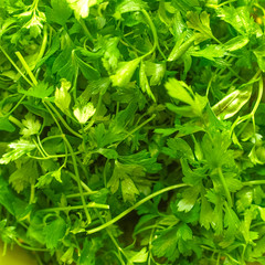 Parsley
