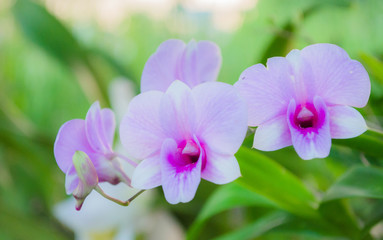 orchid01