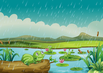 Three frogs enjoying the raindrops