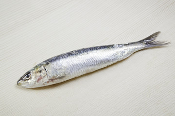 Fototapeta premium Fresh sardine