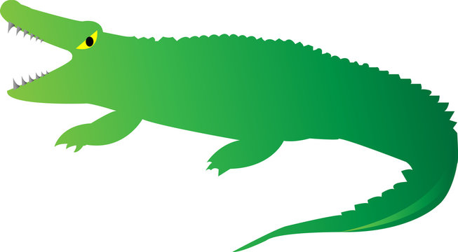 Cute Looking a Crocodile on white background