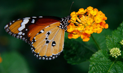 butterfly
