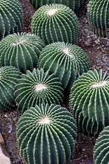 Obraz premium Cactus