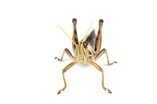 Grasshopper