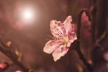 Pink plum blossoms