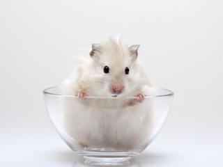 hamster peeking out of a glass cup