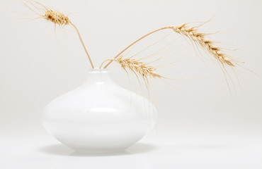 Wheat spikes in a vase, isolated on white background