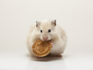 Funny hamster eats on white isolated background
