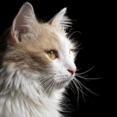 Bicolor domestic cat side view