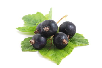 Currant